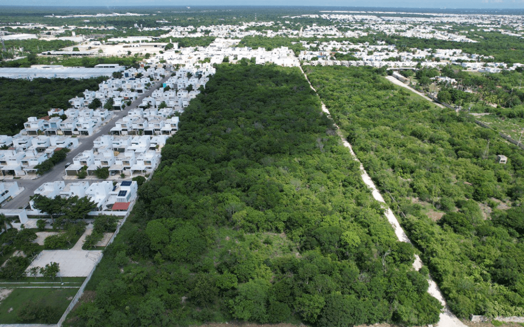 Iniciando el Año con Éxito: Estrategias para Negocios Inmobiliarios Rentables en Mérida, Yucatán